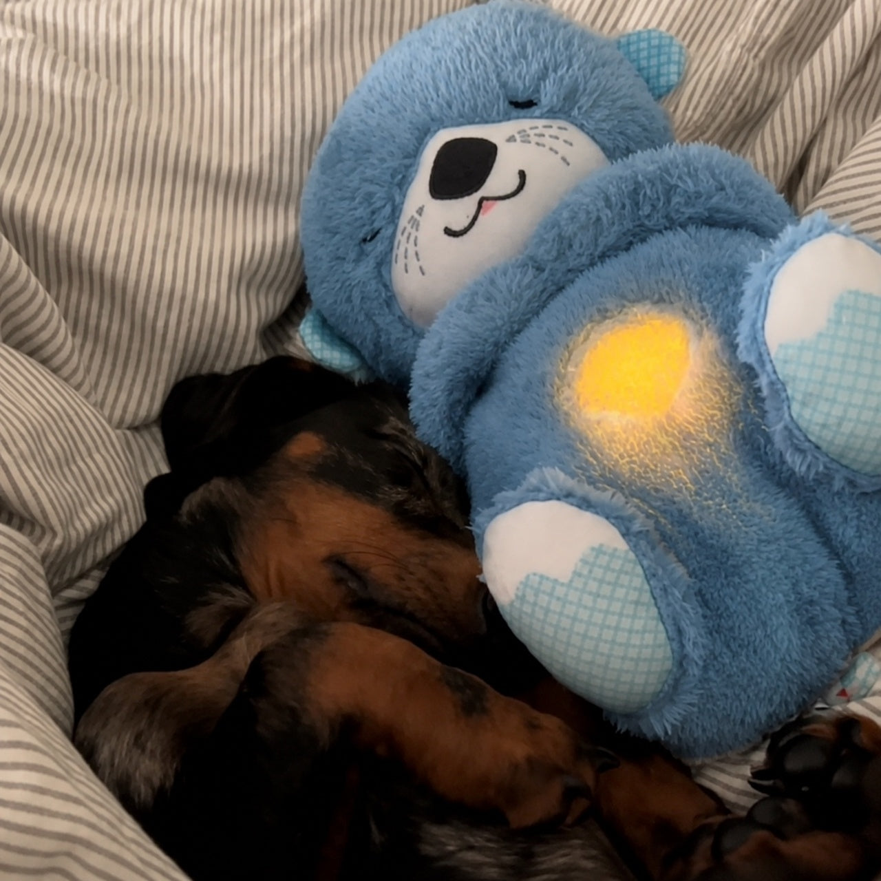 Lamera HeartBeat Bear